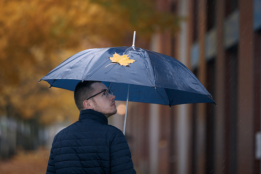 Man with umbrella walking under yellow maple trees on city street during autumn rainy day.