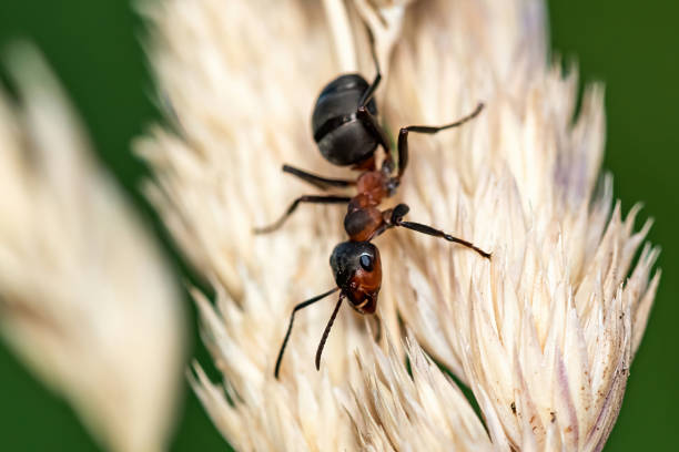 istock Closeup of an active ant on a spikelet branch. 1419266141