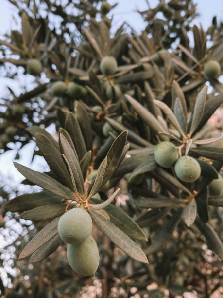 Olives green