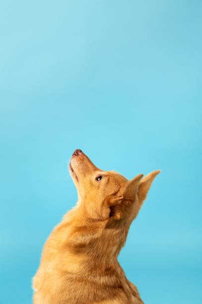 Vertical shot of a brown Finnish Spitz looking up on a blue background with copyspace A vertical shot of a brown Finnish Spitz looking up on a blue background with copyspace finnish spitz stock pictures, royalty-free photos & images