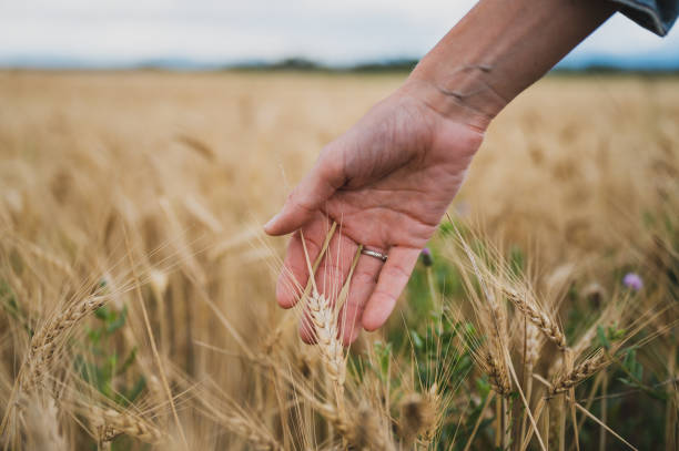 female hand touching a golden wheat ear growing in the field - wheat freedom abundance human hand imagens e fotografias de stock