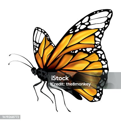 istock Monarch butterfly with outstretched wings. Illustration showing states life cycle of monarch butterfly. Undergoes metamorphosis 1419268772