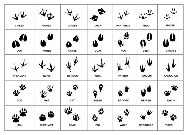 illustrazioni stock, clip art, cartoni animati e icone di tendenza di impronta del piede degli animali 1 - bird footprint