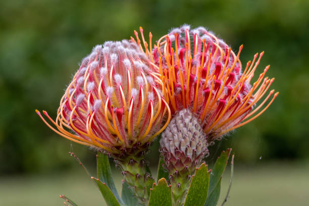 istock Protea Plant in flower 1419270851