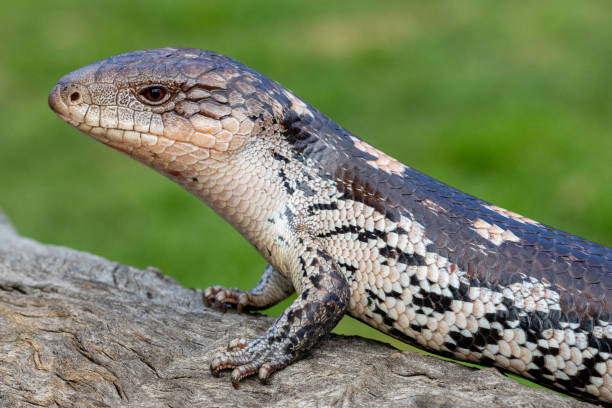 istock Blotched Blue Tongue lizard 1419271088