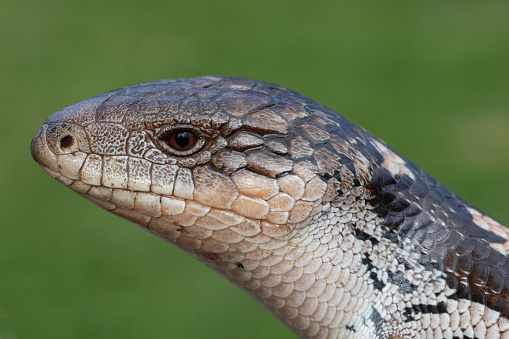 Close up of Australian Blotched Blue Tongue lizard