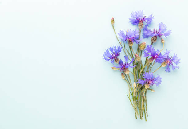 istock Alternative Medicine. Centaurea cyanus, Cornflower Herb capsule, Nutritional Supplement. 1419272333