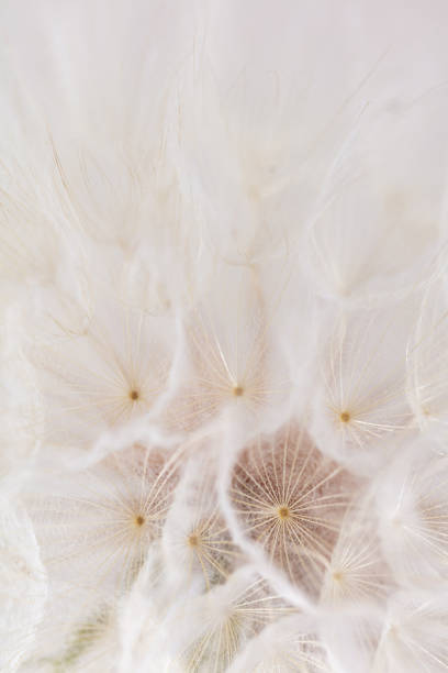 istock Abstract dandelion macro flower background. Seed macro closeup. Soft focus 1419272334
