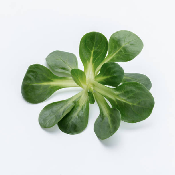 istock Corn Salad Leaves isolated on white background. 1419272410