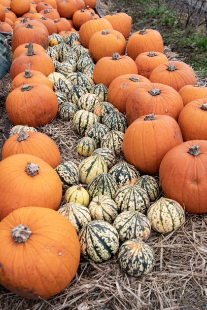 istock Row  of  mixed  pumpkins 1419272417