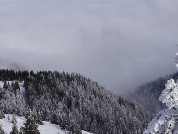 istock Snowy forest on the misty mountain 1419275785