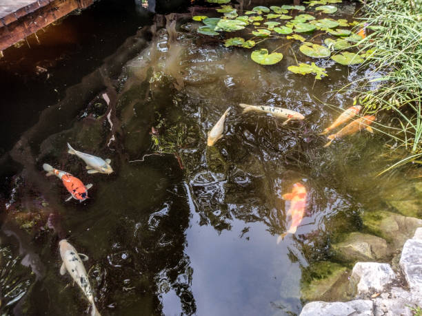 istock koi carp fish in water in summer 1419277498
