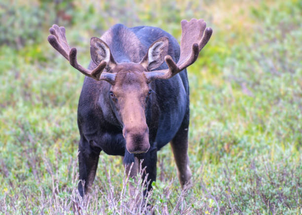 istock Moose in the Colorado Rocky Mountains 1419277502
