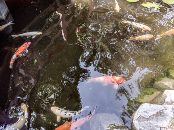 istock koi carp fish in water in summer 1419277565
