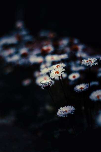 istock a row line small white flowers 1419277641