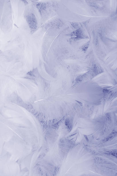 istock Colorful feather background, top view. 1419279291