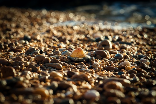 A closeup shot of seashells on the pebble ground