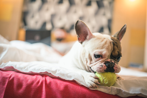 French bulldog playing on the bed while bearded, hipster man working on laptop