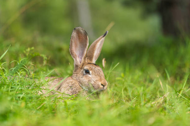 istock hare lies on the lawn 1419283188