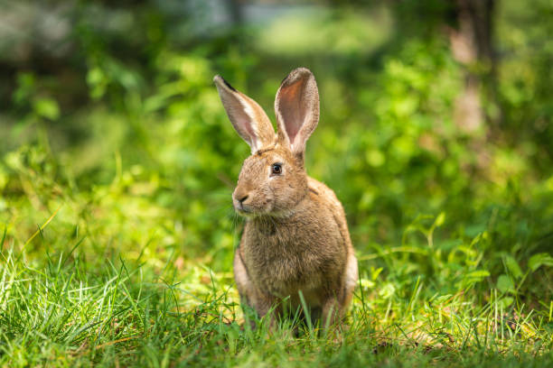 istock close-up portrait of a wild hare 1419283206