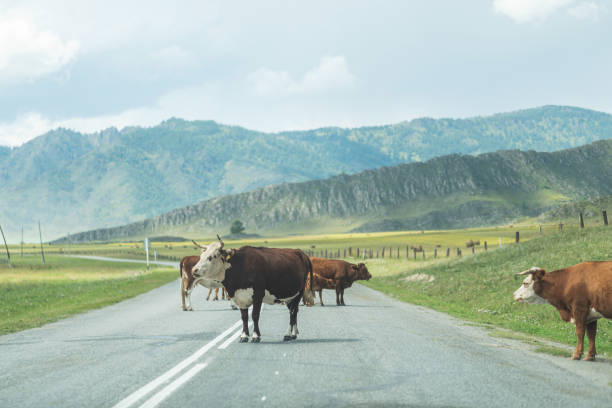 istock cattle crossing road - road hazard concept 1419283272