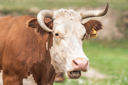 Portrait  of  brown cow with horns