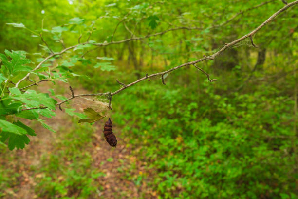 Butterfly cocoon in the forest