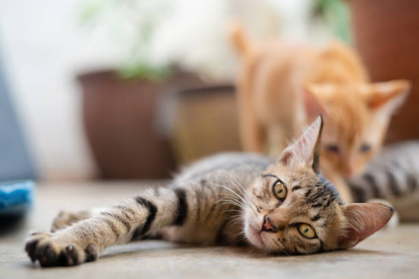 Plus size domestic tabby cat is lying on the street.