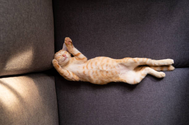 istock Little meow in nap 1419285139