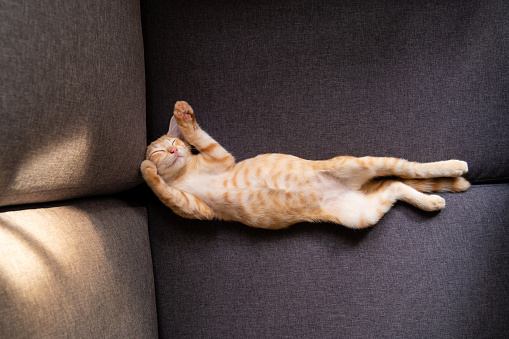 Cute little kitten napping on sofa