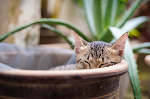 Little kitten sleeping in flower pot at back yard garden.