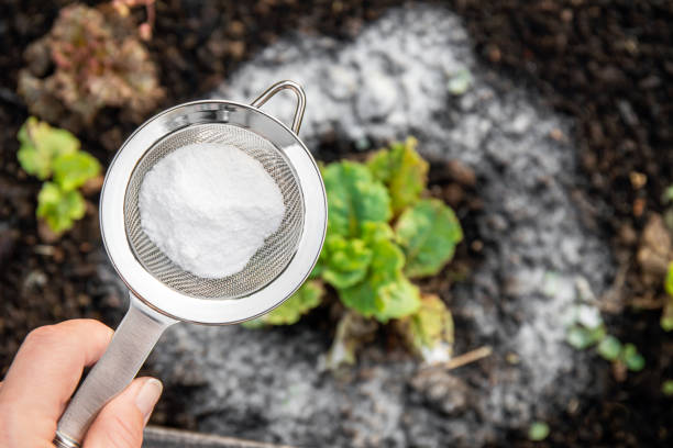 Selective focus on person hand holding sieve with baking soda, blurred salad plants on background. Using baking soda, sodium bicarbonate in home garden and agricultural field concept. stock photo