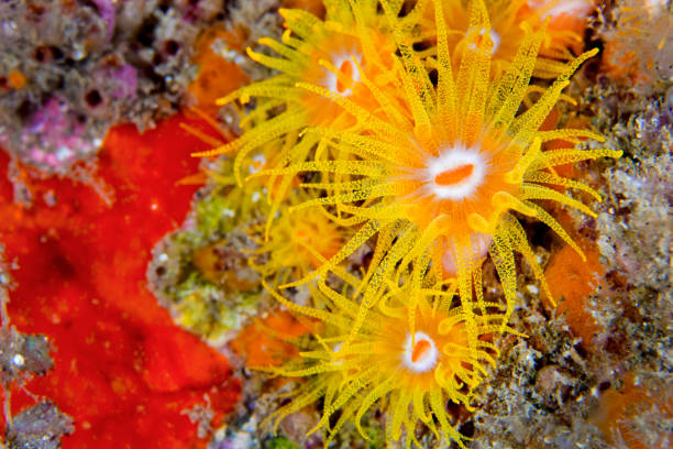 istock Encrusting Sea Anemone, Lembeh, Indonesia 1419286500