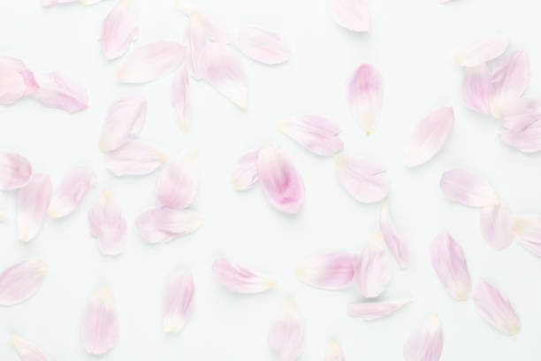 istock Pink tulip petals on pastel background. 1419290727
