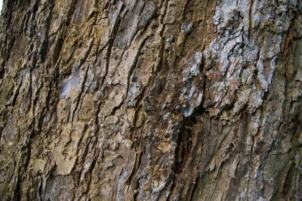 istock The textured background of old Big tree bark 1419290809