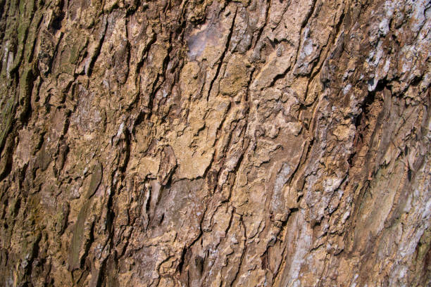 istock The textured background of old Big tree bark 1419290827