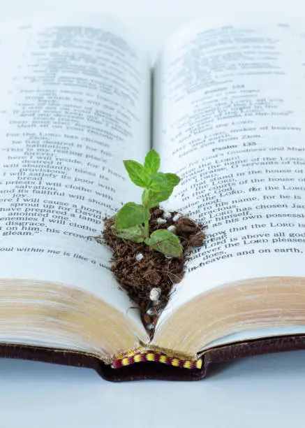 Green plant growing in soil on top of an open Holy Bible Book. Vertical shot. A close-up. Biblical concept of faith growth, spiritual maturity, Christian repentance, and change.
