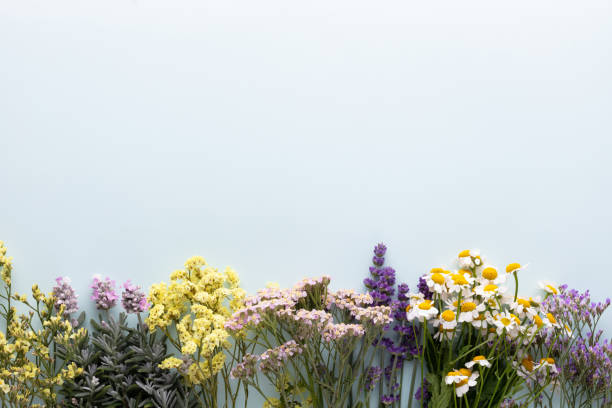 istock Herbal tea ingredients with various fresh herbs and flowers,  on pastel background, top view, frame. 1419291129