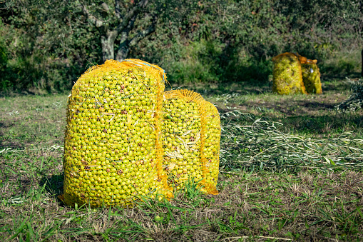 Sacks of fresh harvested ripe olives