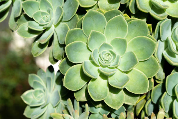 istock succulant outdoors garden plant detail 1419292421