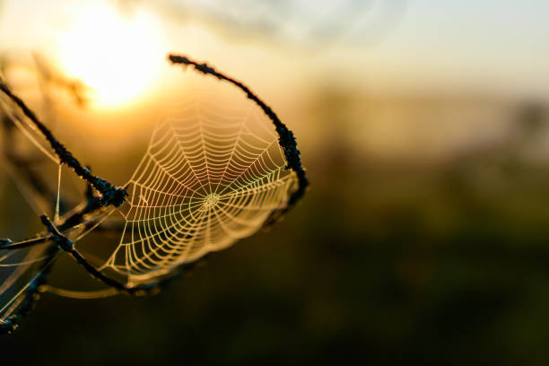 istock spider web against sunrise in swamp with fog, spider web trap,spider web in the pine forest, spider kingdom in the swamp 1419292423
