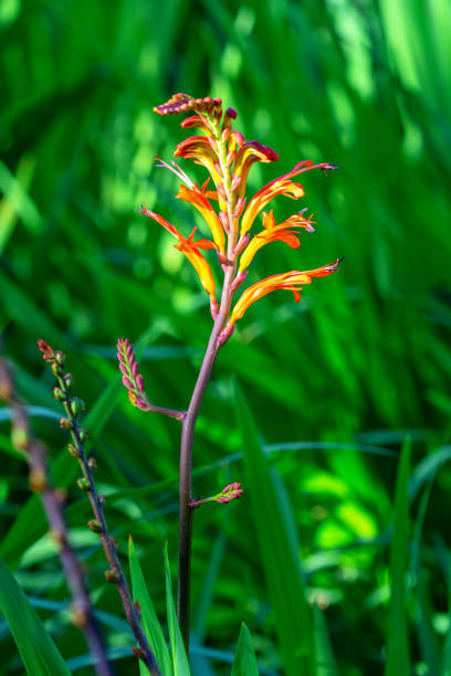 istock wild field flowers in the afternoon sunlight 1419292730