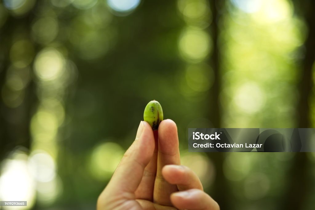 Green Acorn nut held by a Caucasian male between fingers. Close up shot, shallow depth of field, green background, no recognizable people Green Acorn nut held by a Caucasian male between fingers. Close up shot, shallow depth of field, green background, no recognizable people. Green Background Stock Photo