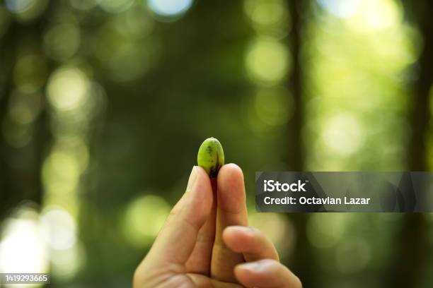 Green Acorn Nut Held By A Caucasian Male Between Fingers Close Up Shot Shallow Depth Of Field Green Background No Recognizable People Stock Photo - Download Image Now