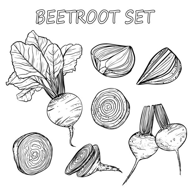 Vector set with the image of beetroot fruits in whole and in section in black Vector set with the image of beetroot fruits in whole and in section in black on a white background common beet stock illustrations