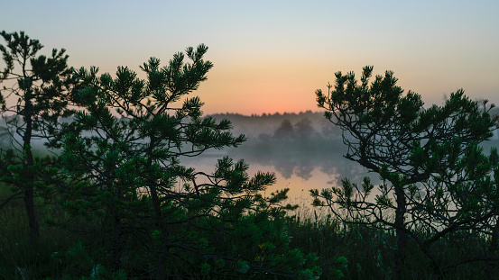 Dramatic artistic sunrise landscape with flooded wetlands, small marsh ponds, moss and bog pines, foggy swamp on a summer morning