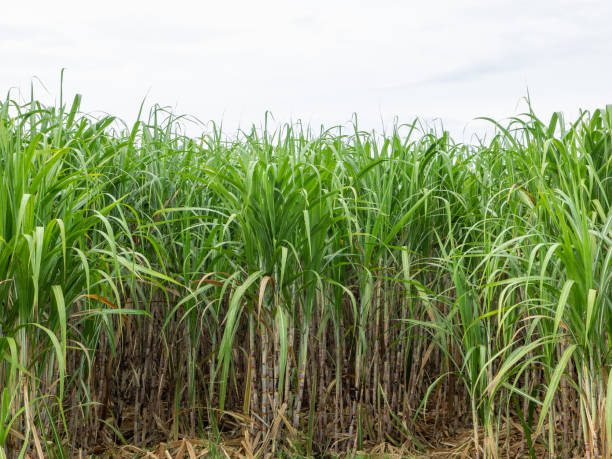 istock Sugarcane field at sunrise in Thailand 1419297691