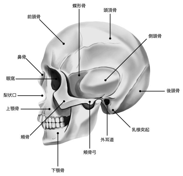 Skeleton Face Names 890+ Skull Profile Stock Illustrations, Royalty-Free Vector Graphics ...