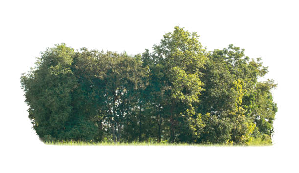 istock green trees isolated on white background. are forest and foliage in summer for both printing and web pages 1419299770