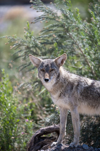 istock Coyote in Death Valley 1419300421